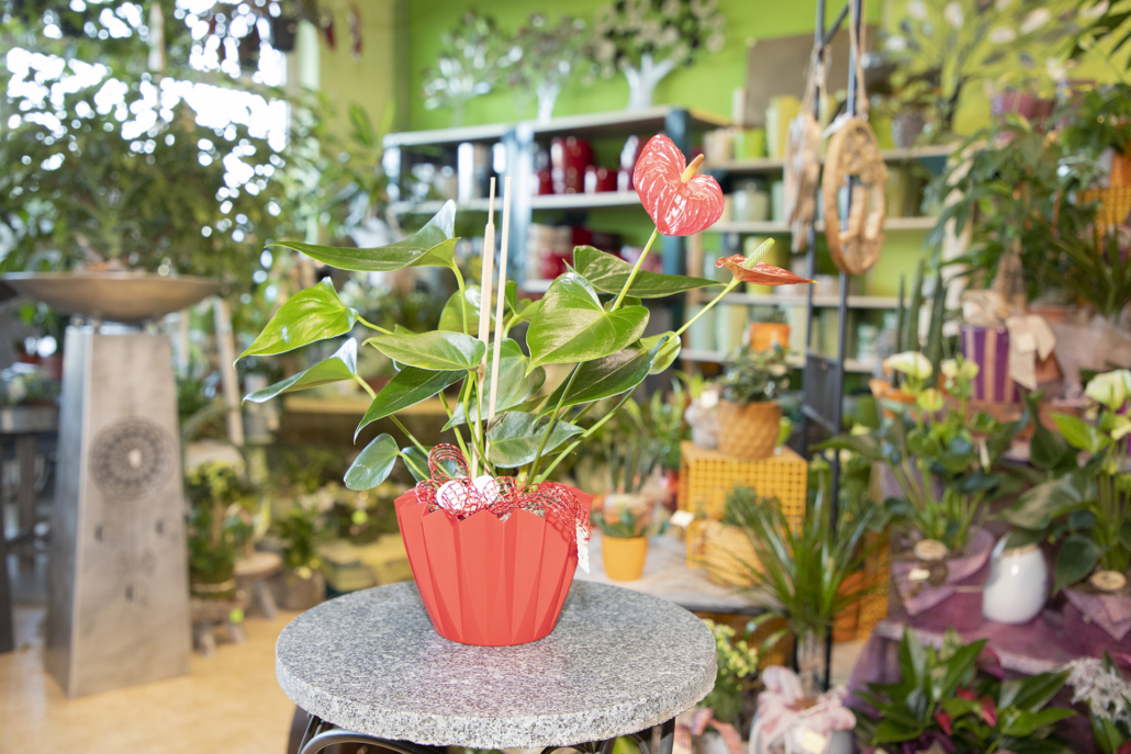 Flamingoblume