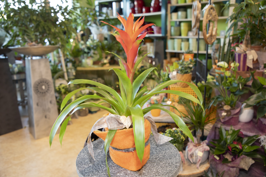 Guzmania Pflanze